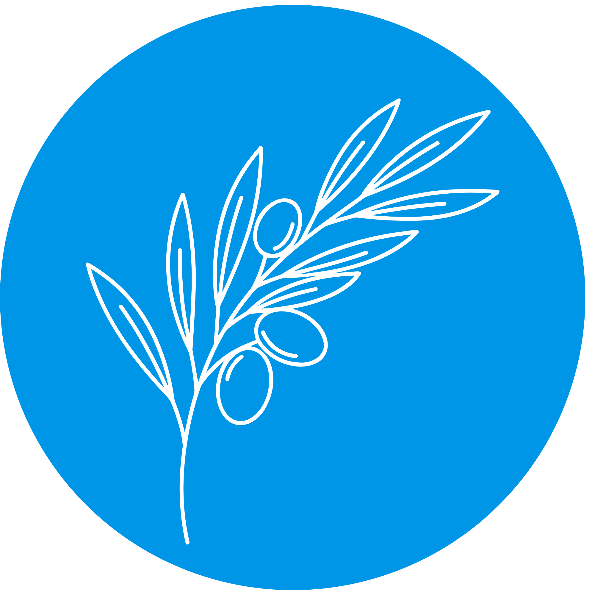 موسم الزيتون