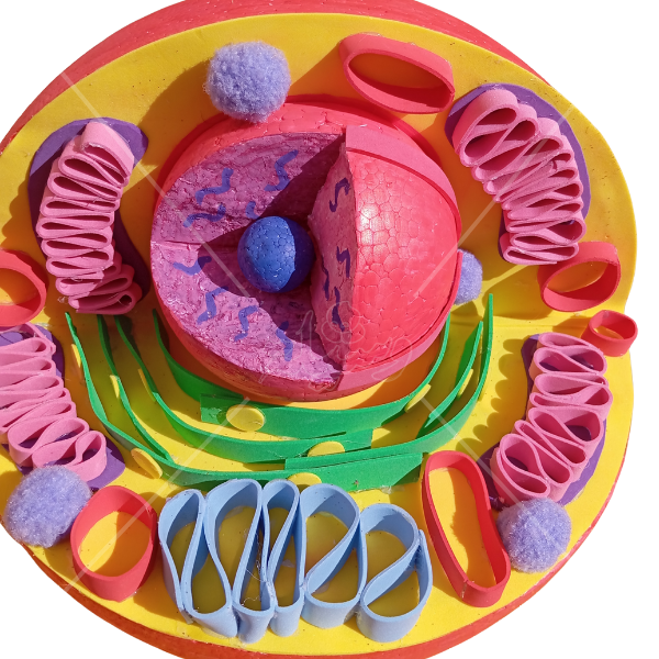 مجسم الخلية الحيوانية التفاعلي