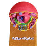 مجسم الخلية الحيوانية التفاعلي