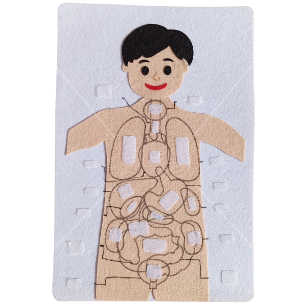 وسيلة أعضاء جسم الإنسان